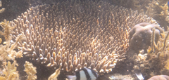 Acropora millepora