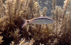 Parupeneus barberinus