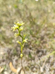 Prasophyllum cyphochilum