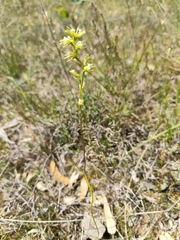 Prasophyllum cyphochilum