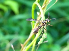 Ropalidia flavobrunnea
