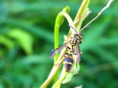 Ropalidia flavobrunnea