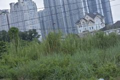 Pycnonotus goiavier jambu