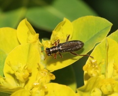 Lemidia subaenea
