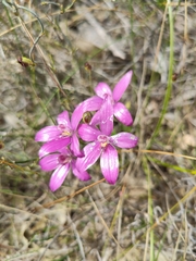 Elythranthera emarginata