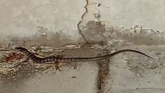 Elgaria multicarinata