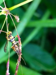 Ropalidia flavobrunnea