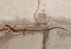 Elgaria multicarinata