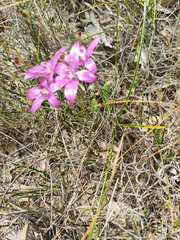 Elythranthera emarginata