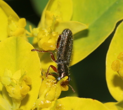 Lemidia subaenea
