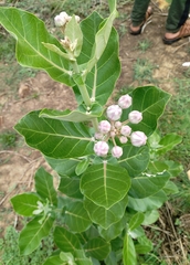 Calotropis