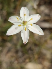 Burchardia congesta