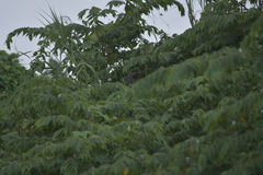 Pycnonotus goiavier jambu