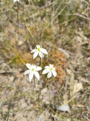 Burchardia congesta