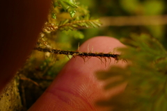 Hymenophyllum scabrum