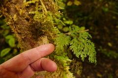 Hymenophyllum scabrum