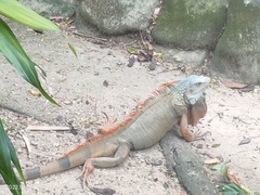 Iguana