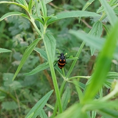 Hycleus biundulatus