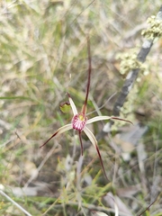 Caladenia polychroma
