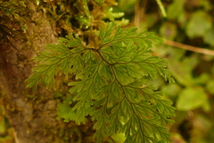 Hymenophyllum scabrum
