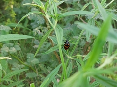 Hycleus biundulatus