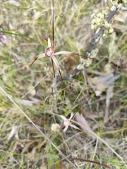 Caladenia polychroma