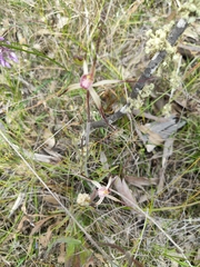 Caladenia polychroma