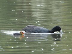 Fulica atra australis