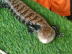 Tiliqua