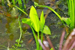 Sagittaria platyphylla