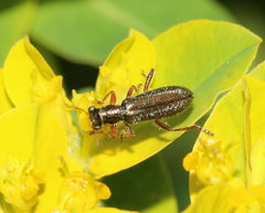 Lemidia subaenea