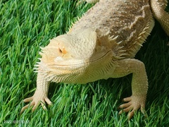 Pogona