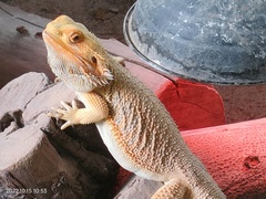Pogona
