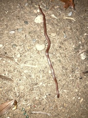 Contia tenuis