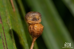 Mastophora