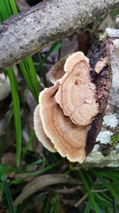 Oxychaete cervinogilva