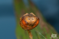 Mastophora