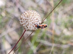 Melanerythrus mactans