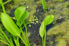 Sagittaria platyphylla