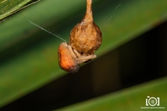 Mastophora