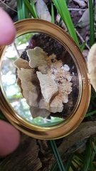 Oxychaete cervinogilva