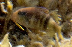 Parupeneus multifasciatus