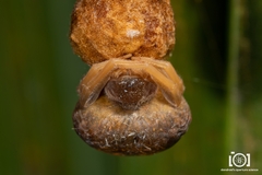 Mastophora