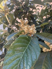 Eriobotrya japonica