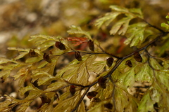 Hymenophyllum multifidum