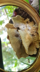 Oxychaete cervinogilva