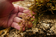 Hymenophyllum multifidum