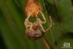 Mastophora