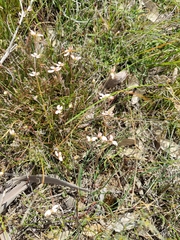Stylidium uniflorum