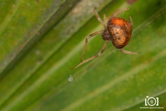 Mastophora